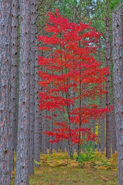 Red Maple tree in pine forest in fall-Alger County-Michigan